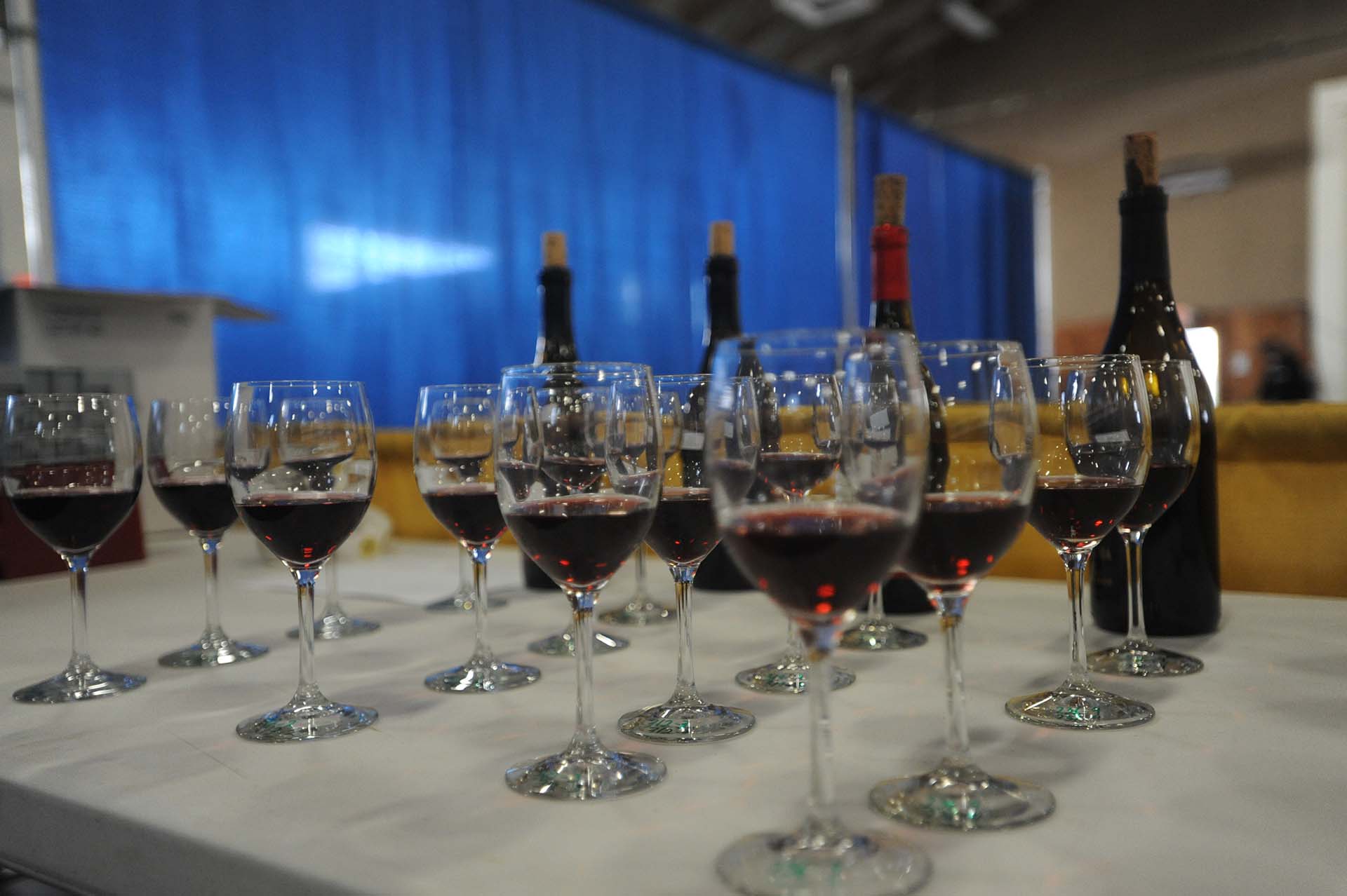 Wine glasses in rows for the Wine Competition.