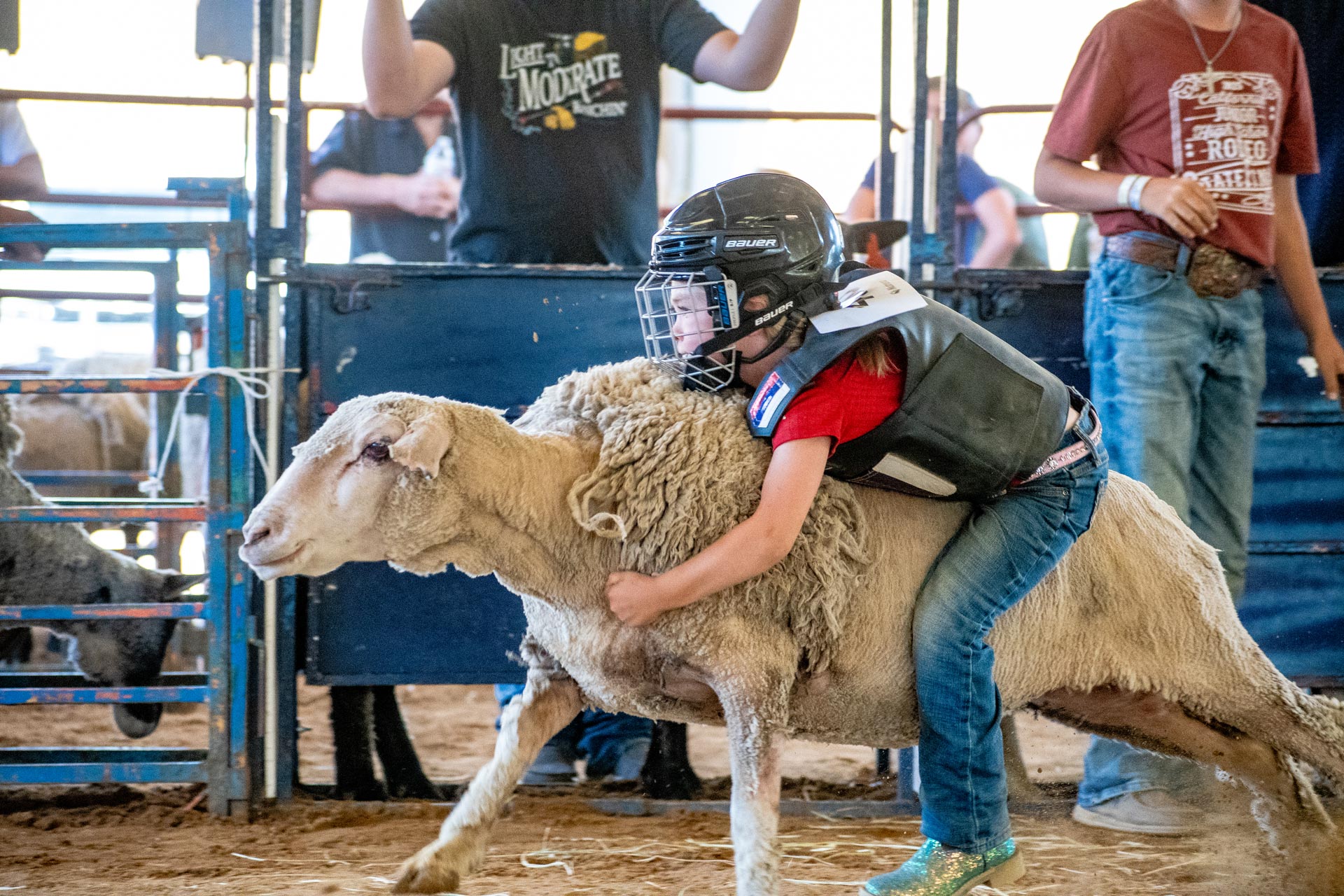 Mutton Bustin' participant holding on for dear life as his sheep comes out of the shoot.