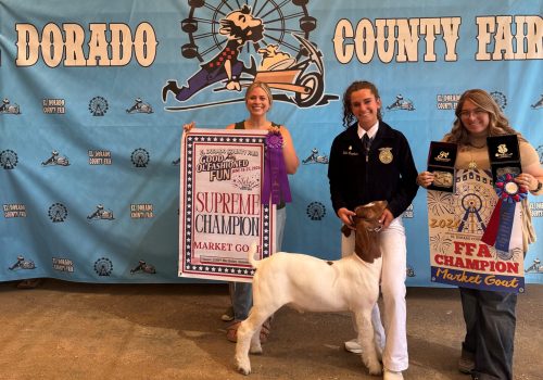 Supreme Champion Market Goat