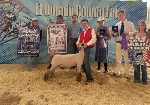 Supreme Champion Market Lamb