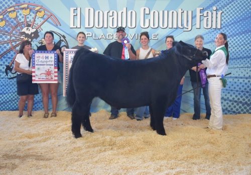 Supreme Champion Market Steer